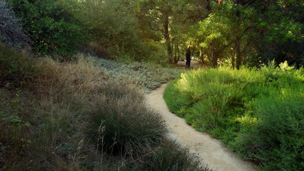 Photo of garden path.